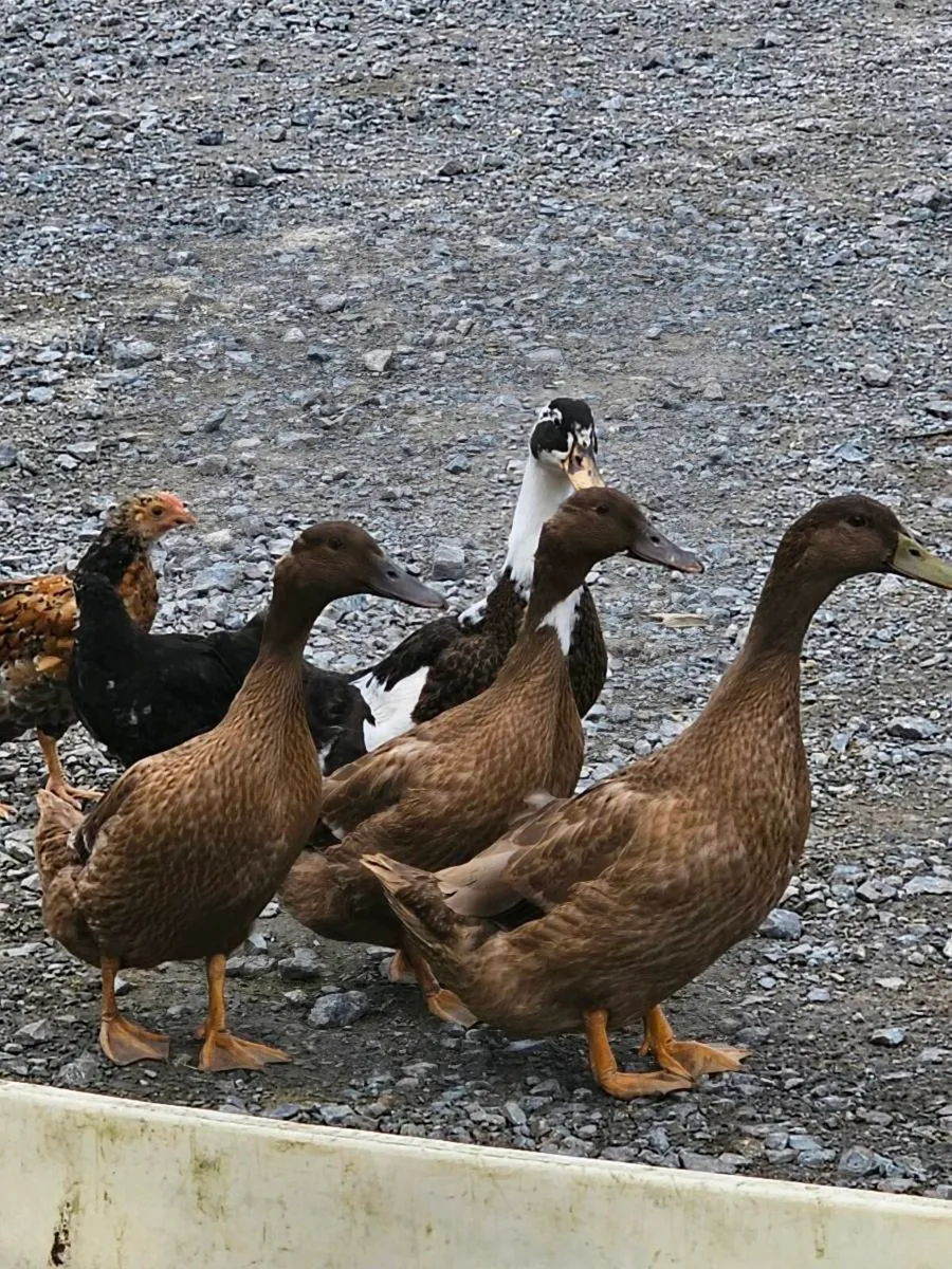 Roosters 🐓 Drakes 🦆🦆 - Image 3