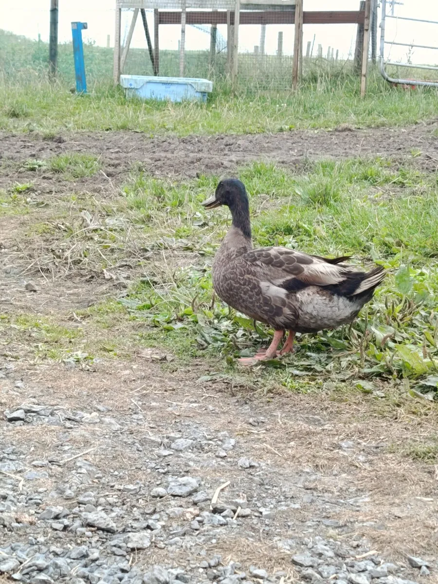 Roosters 🐓 Drakes 🦆🦆 - Image 4