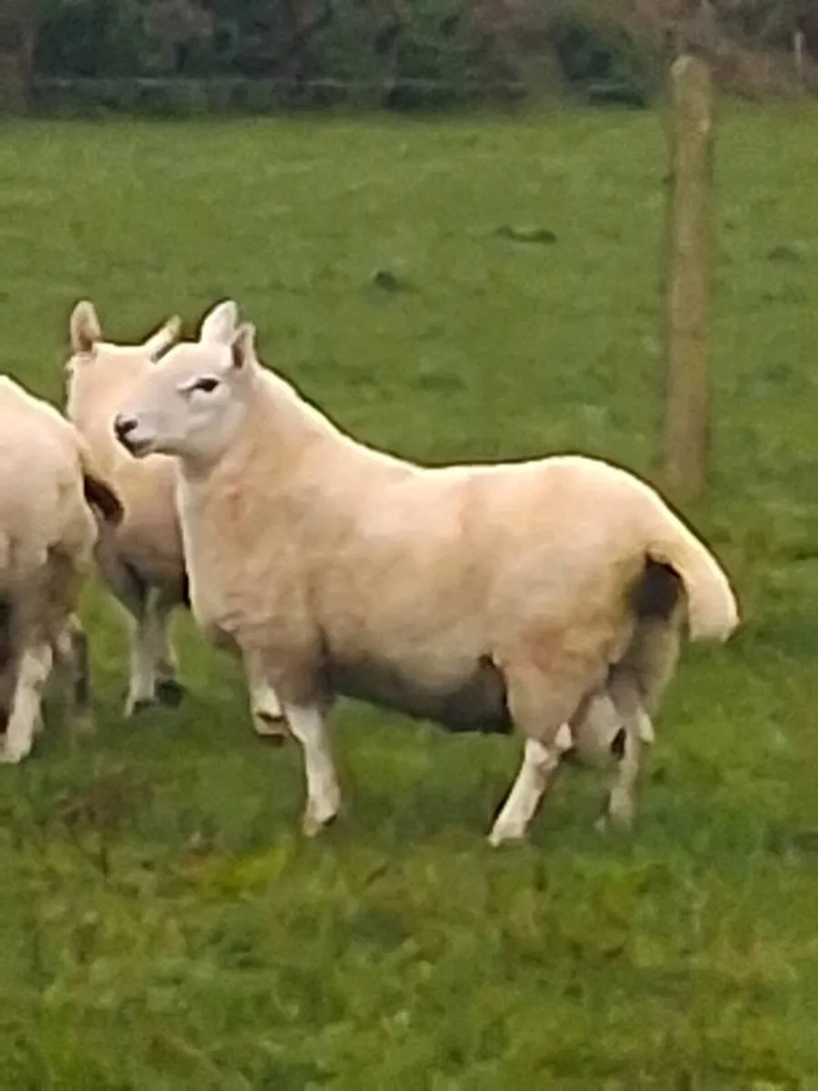 Cheviot hoggett rams. - Image 1