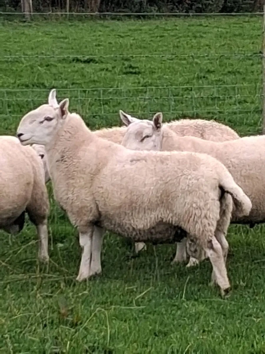 Cheviot hoggett rams. - Image 2
