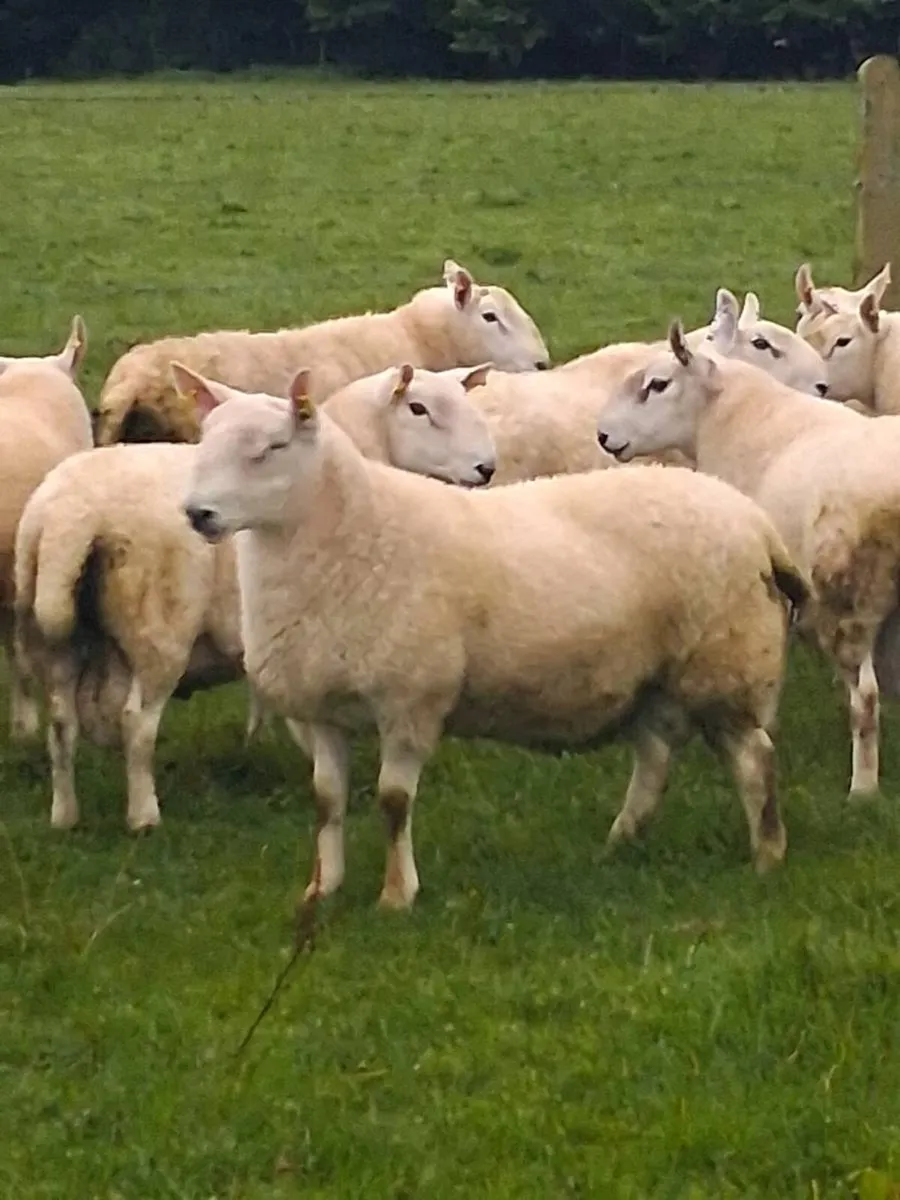 Cheviot hoggett rams. - Image 3