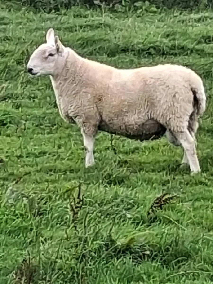 Cheviot hoggett rams. - Image 4