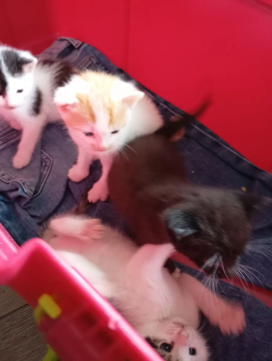 cat - Image 4