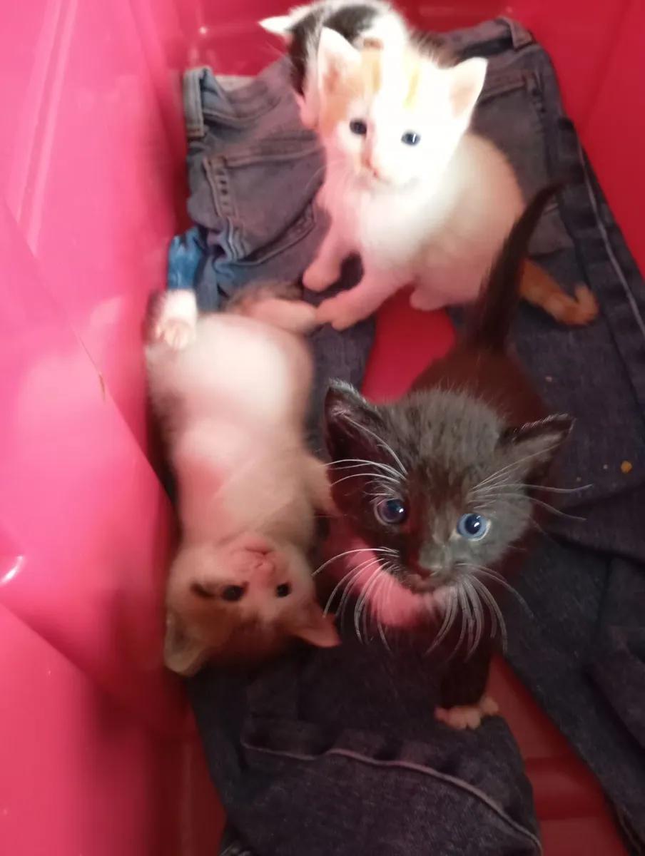 cat - Image 3
