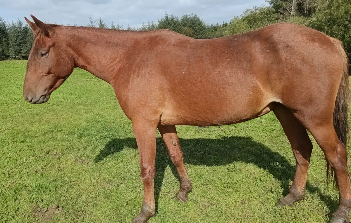 3 Yr old Black Hero x Touchdown Cloverhill