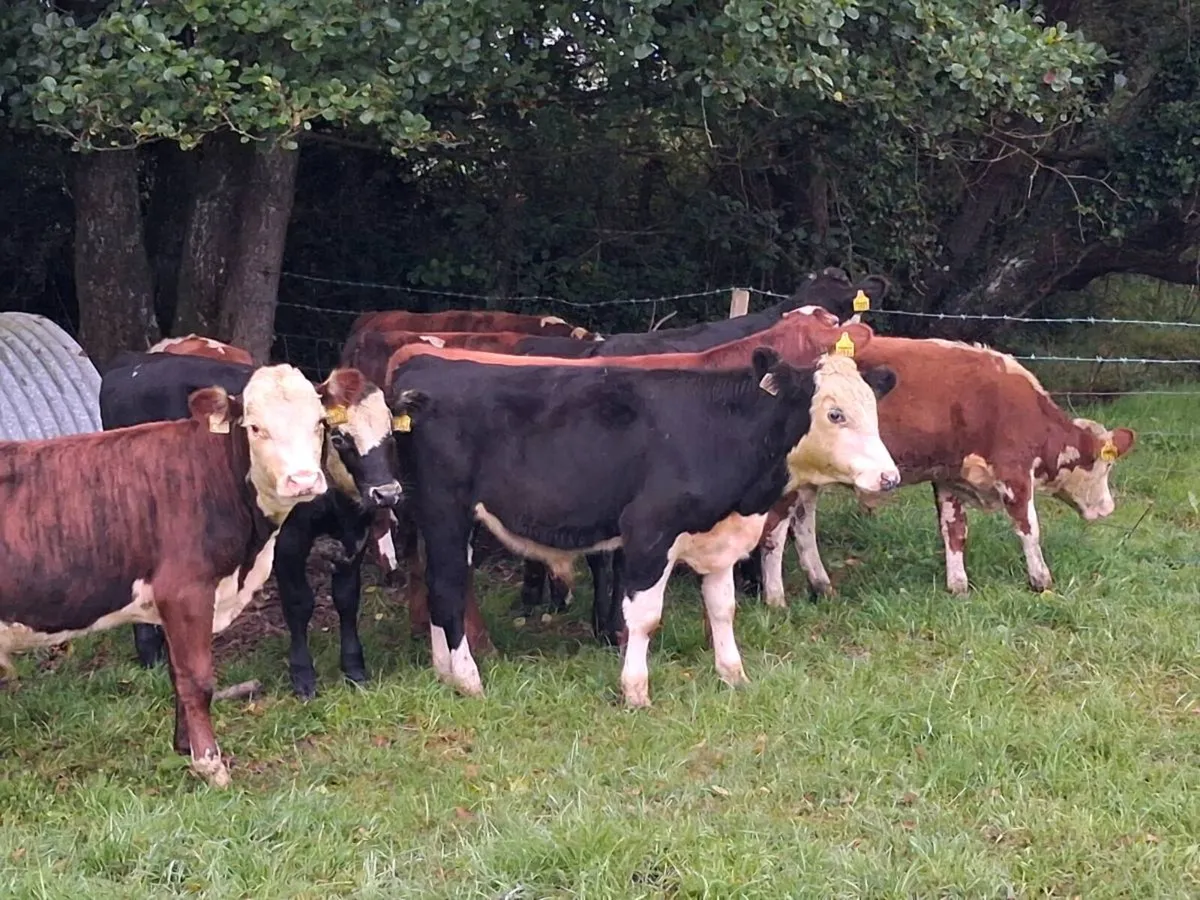 16 HEREFORD AND FRIESEN BULL WEANLINGS - Image 2