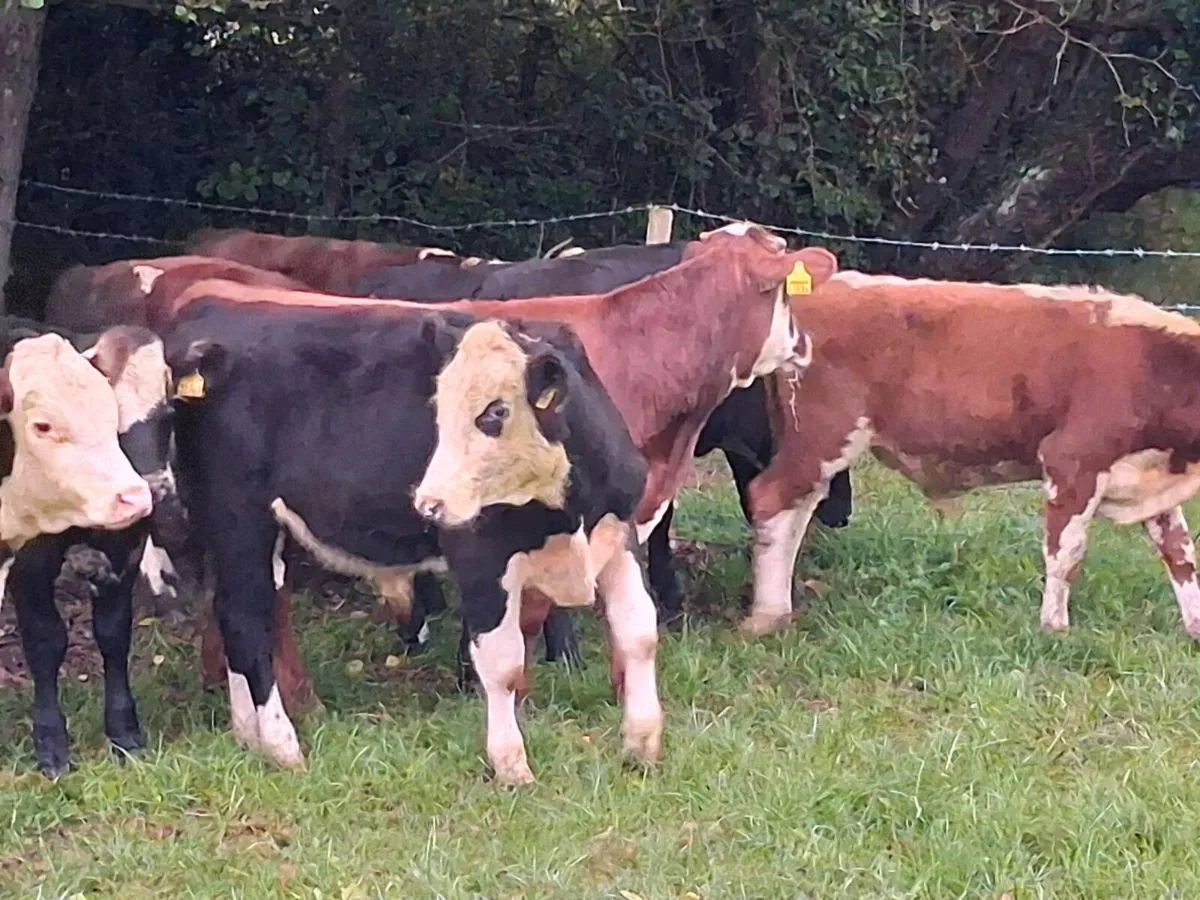 16 HEREFORD AND FRIESEN BULL WEANLINGS - Image 3