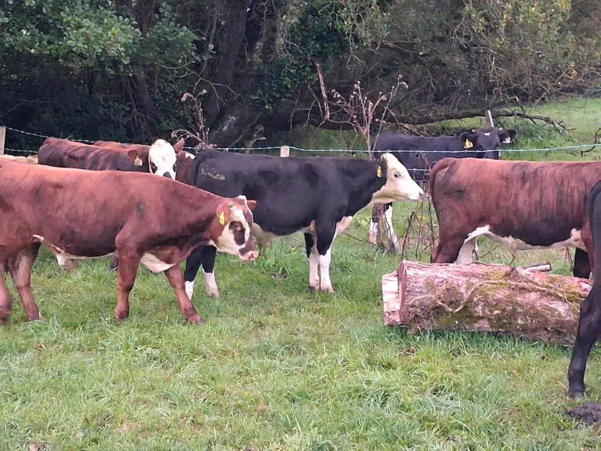 16 HEREFORD AND FRIESEN BULL WEANLINGS - Image 4