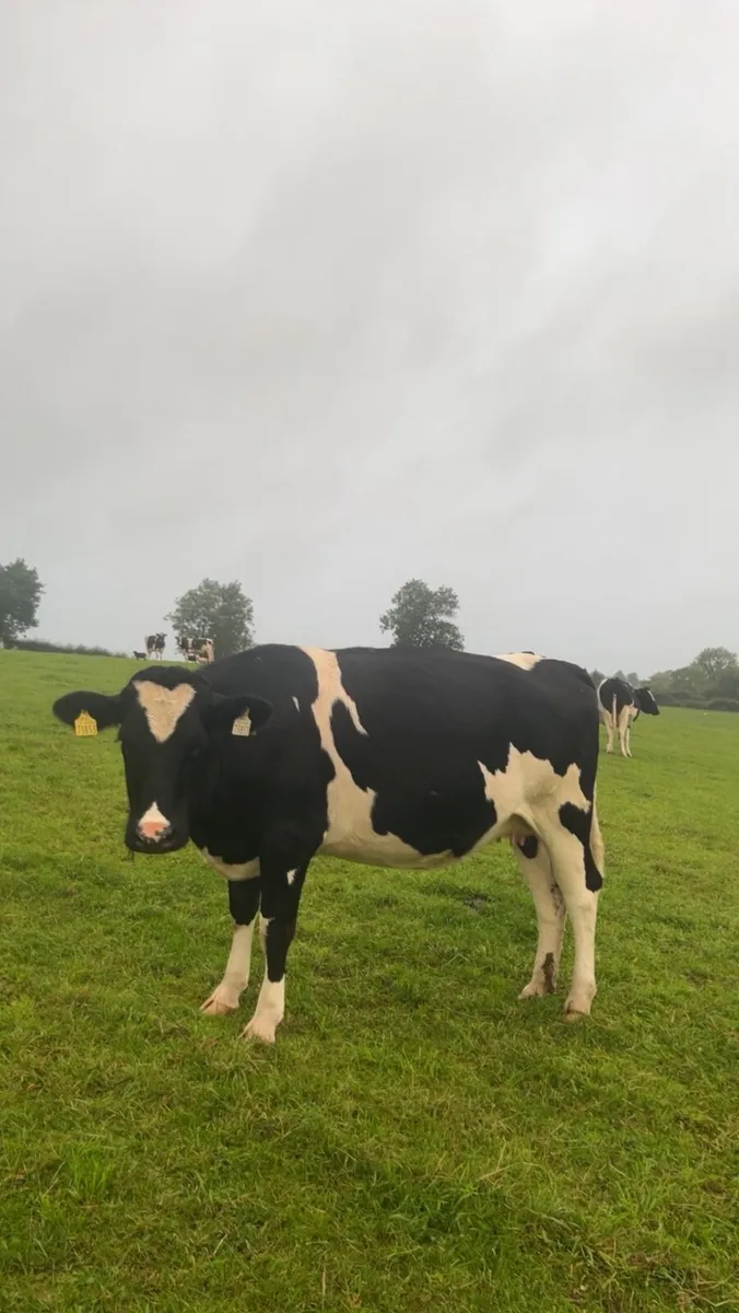 Incalf friesan heifers - Image 2