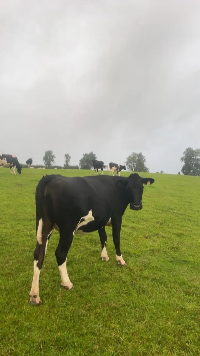 Incalf friesan heifers - Image 1