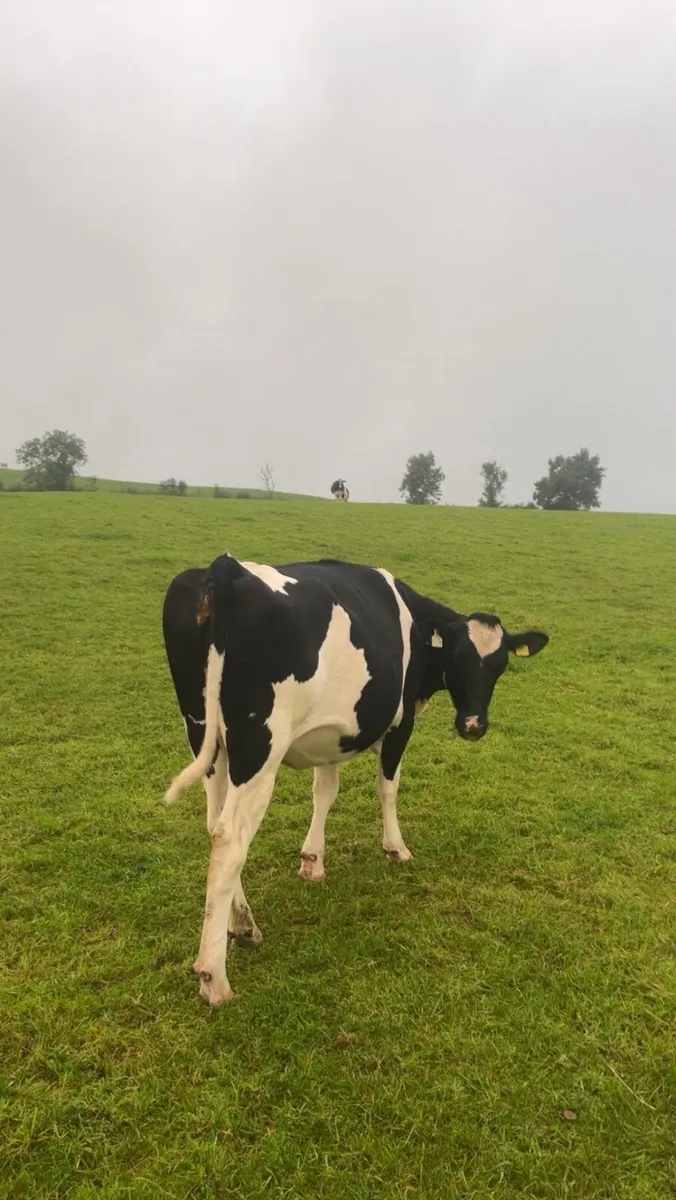 Incalf friesan heifers - Image 4