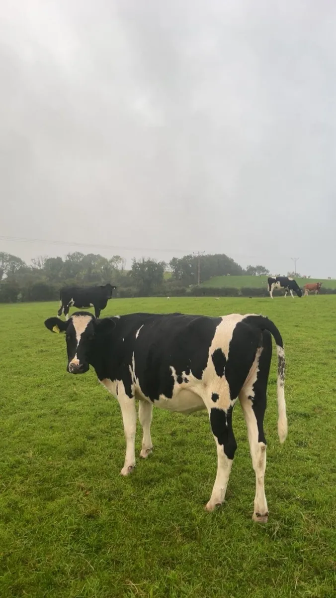Incalf friesan heifers - Image 3