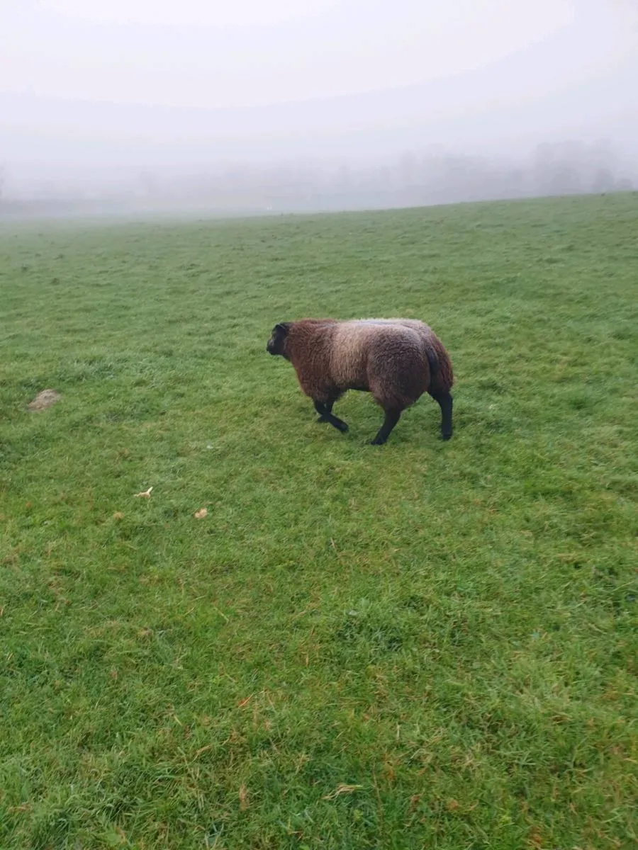 Grazing wanted