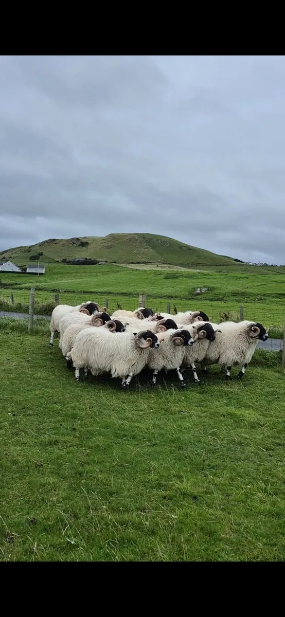 Blackface Year Old Rams - Image 3