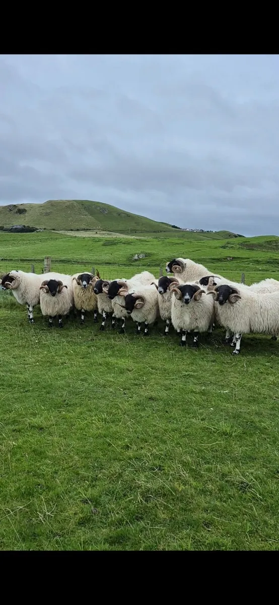 Blackface Year Old Rams - Image 4