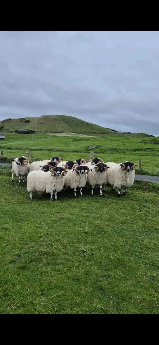 Blackface Year Old Rams - Image 1