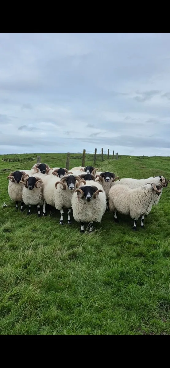 Blackface Year Old Rams - Image 2
