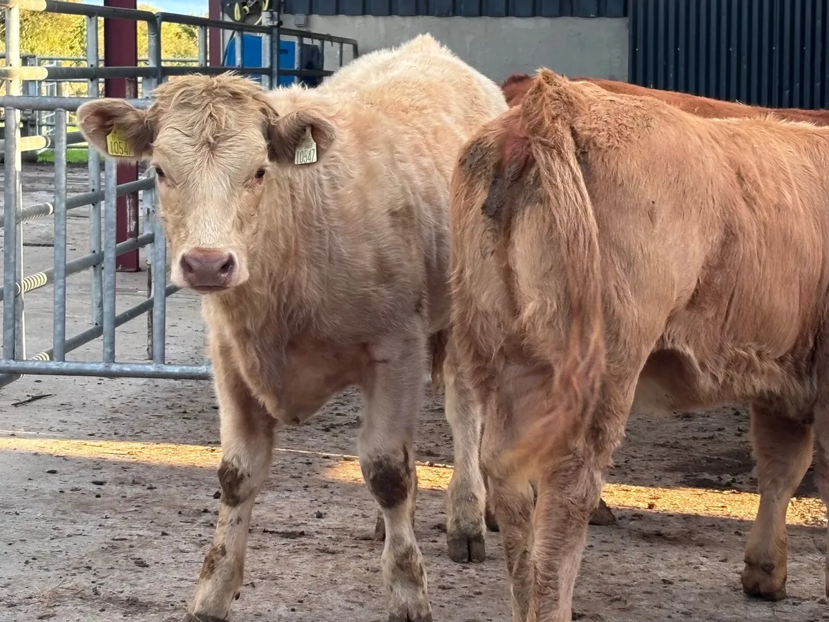 3 smashing suckler bred weanling heifers for sale - Image 2