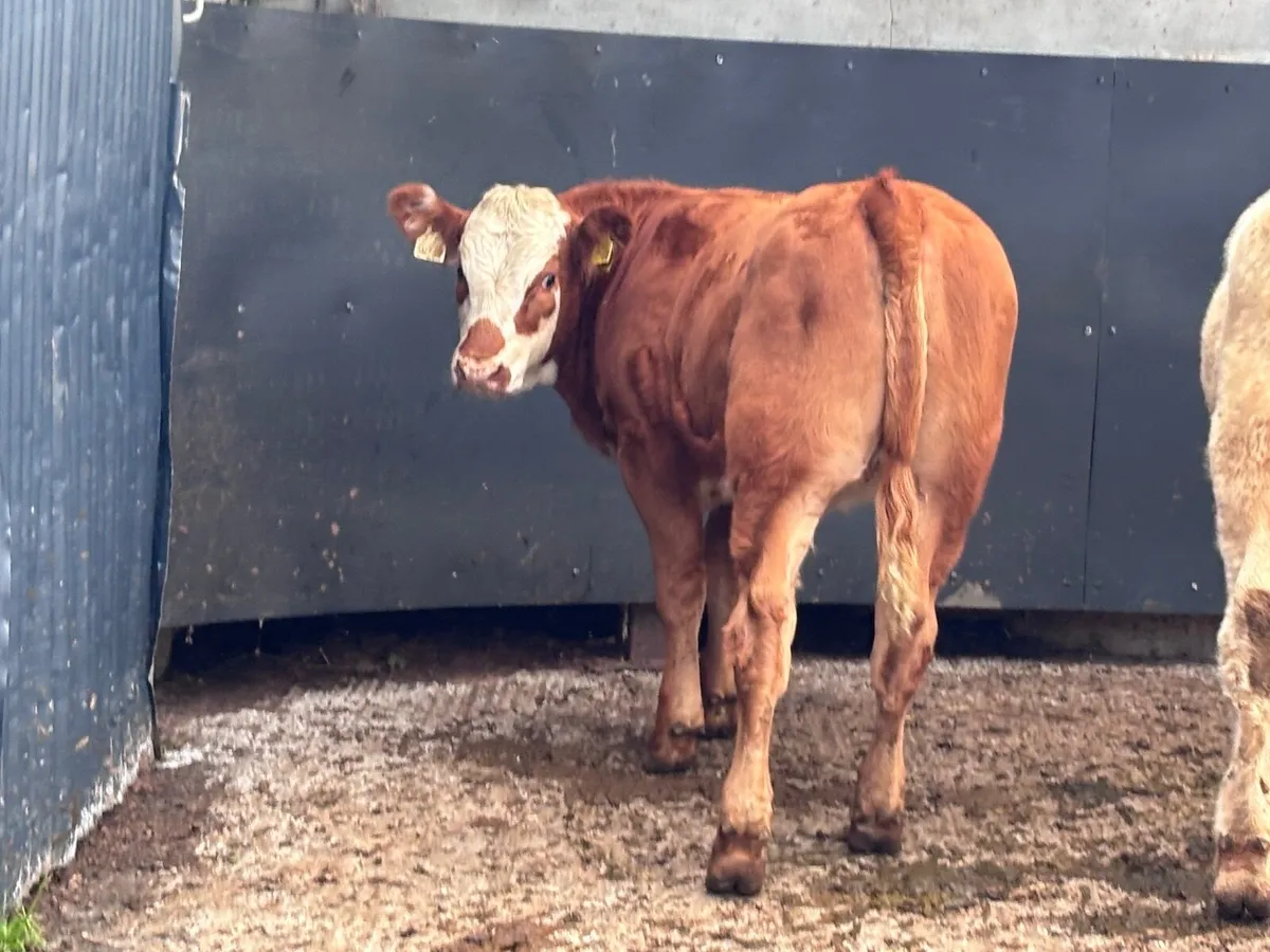 3 smashing suckler bred weanling heifers for sale - Image 3