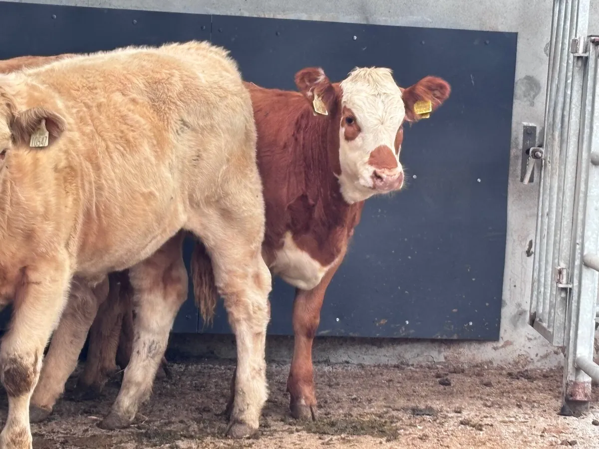 3 smashing suckler bred weanling heifers for sale - Image 4
