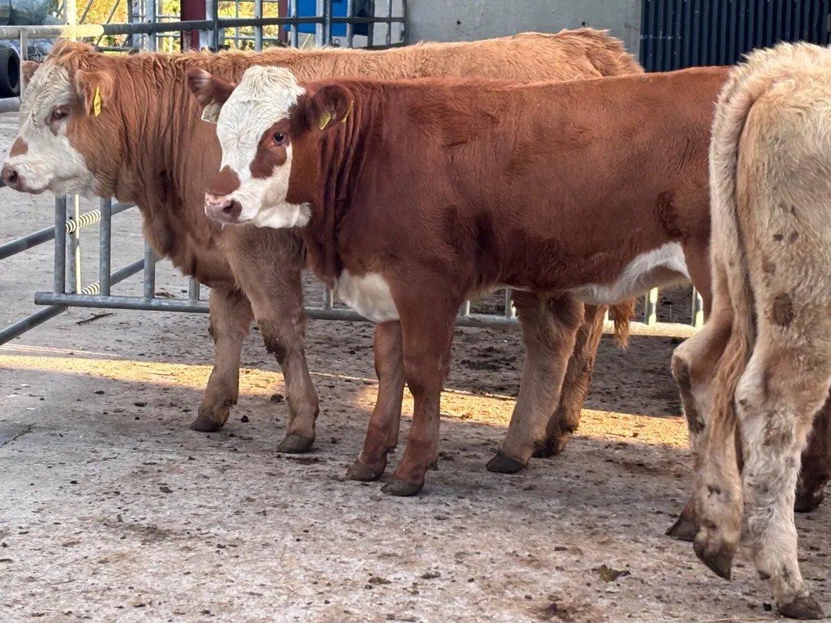 3 smashing suckler bred weanling heifers for sale - Image 1