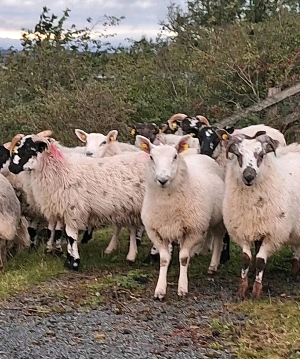 Strong Mule Ram Lambs - Image 2