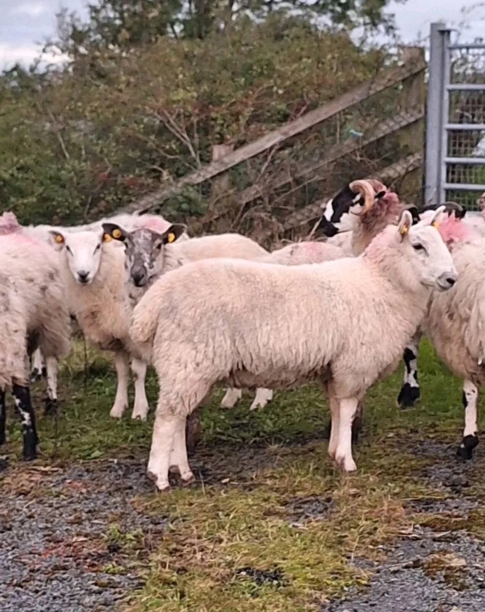 Strong Mule Ram Lambs - Image 3