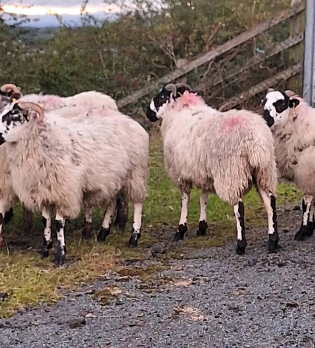 Strong Mule Ram Lambs - Image 4