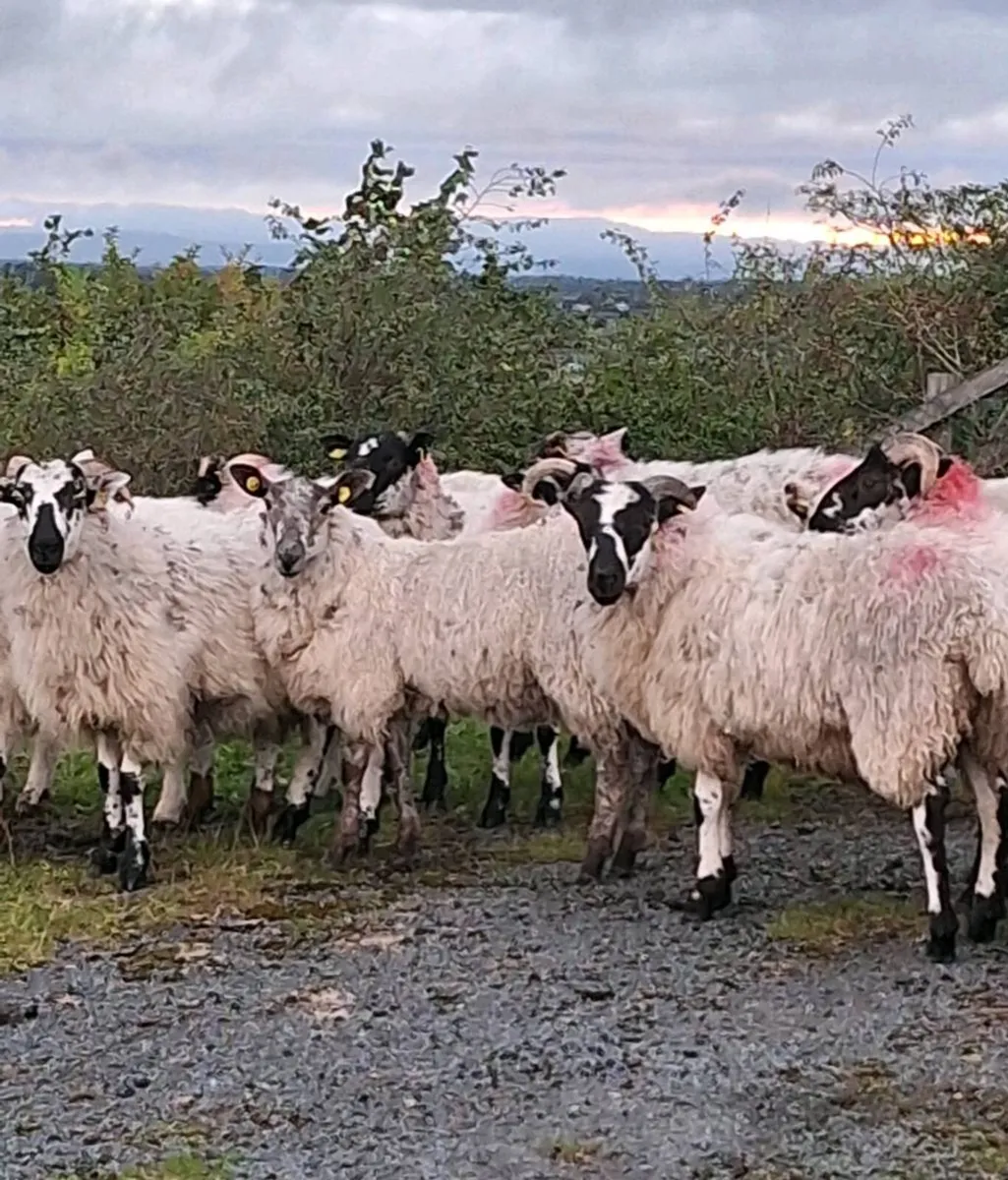Strong Mule Ram Lambs - Image 1
