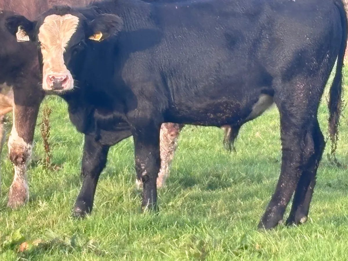 6 bullocks for sale @€1280 - Image 2