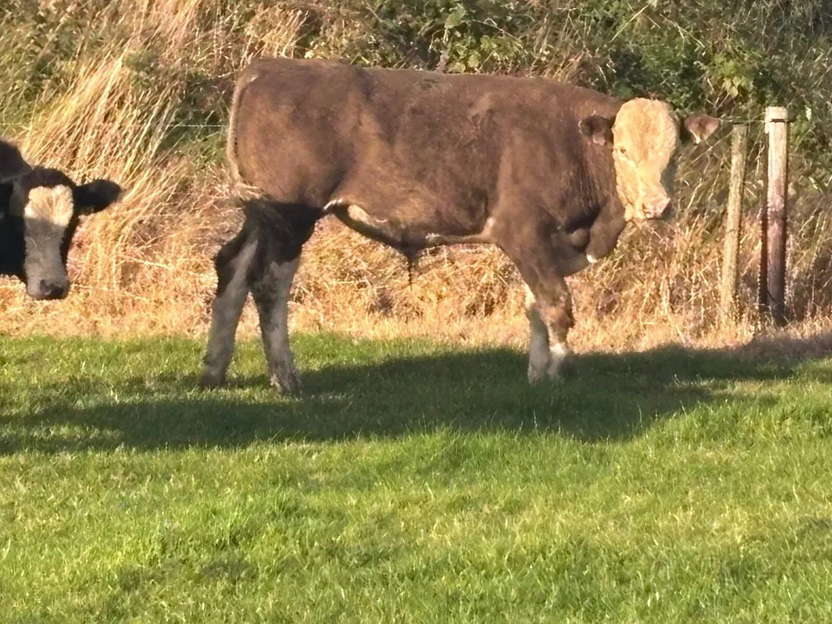 6 bullocks for sale @€1280 - Image 4