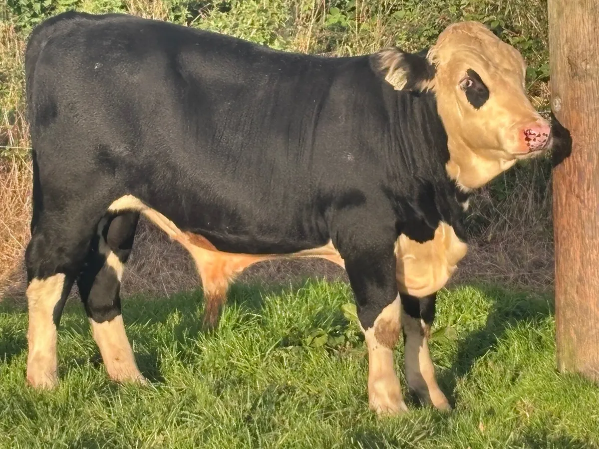 6 bullocks for sale @€1280 - Image 3