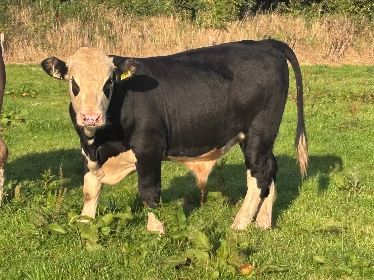 6 bullocks for sale @€1280 - Image 1