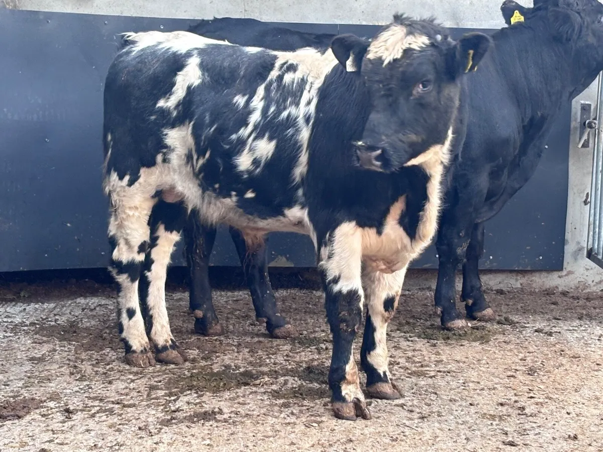 Two 470 kg bulls for sale - Image 1