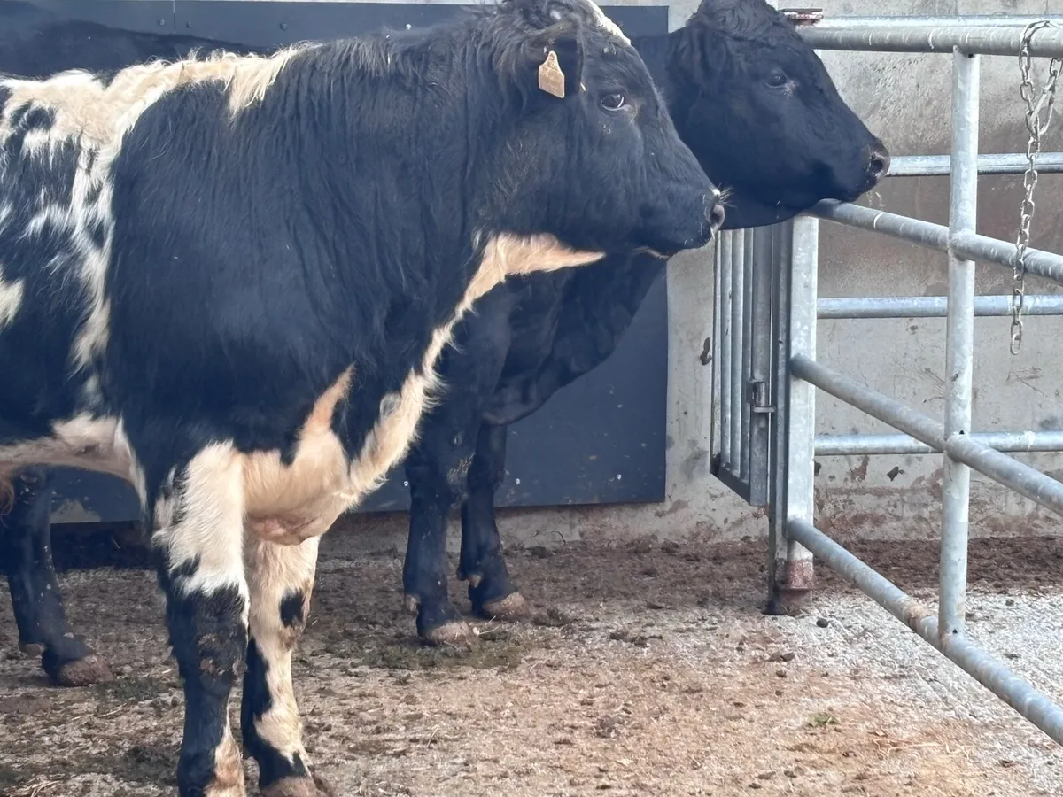 Two 470 kg bulls for sale - Image 2