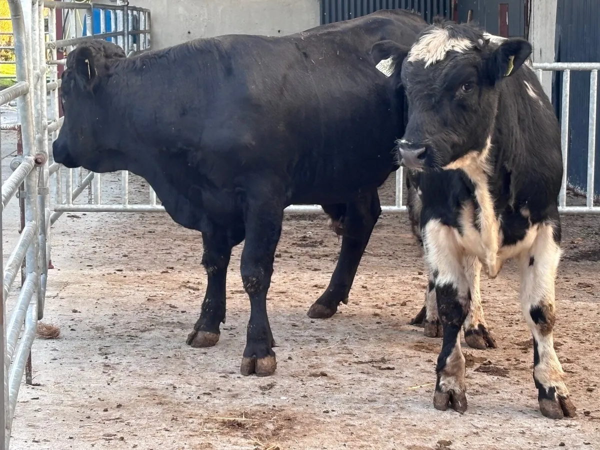 Two 470 kg bulls for sale - Image 3