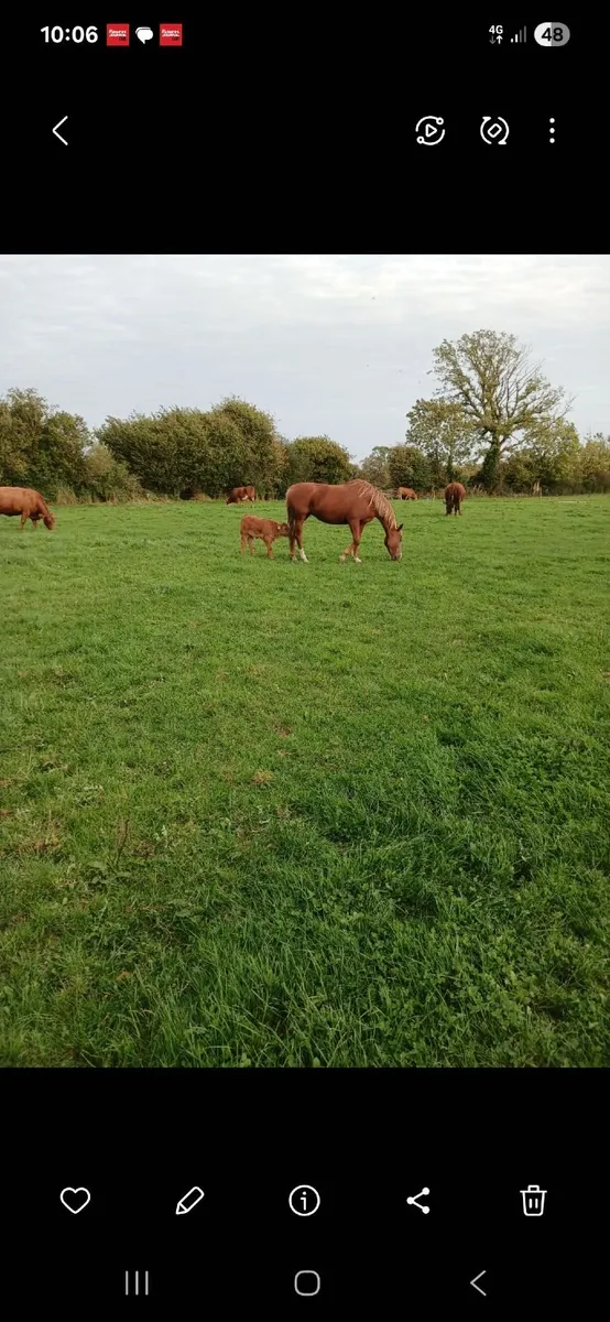 Horse - Image 4