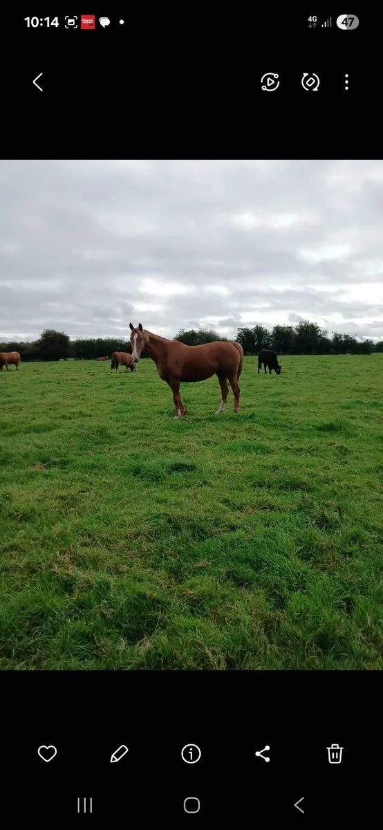Horse - Image 1