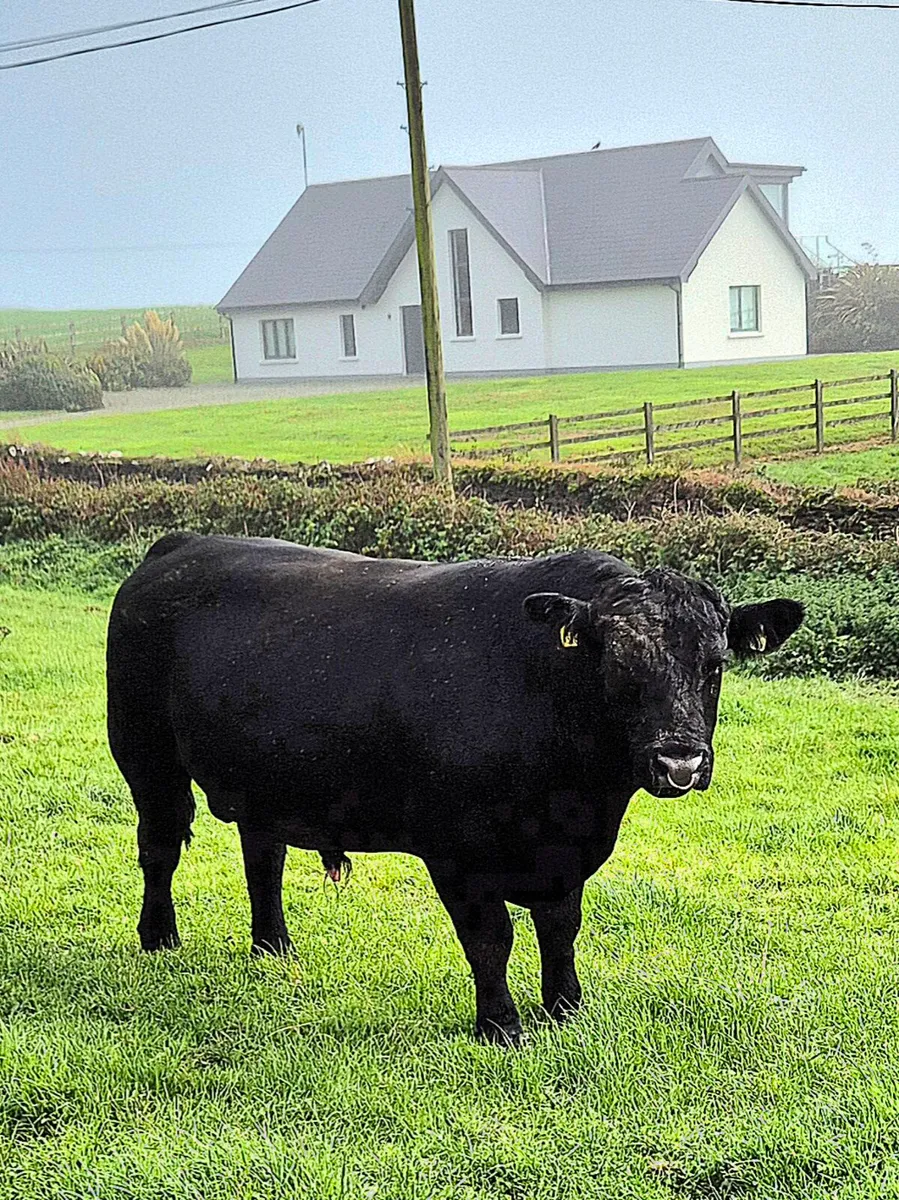 E.T. Angus bull - Image 2