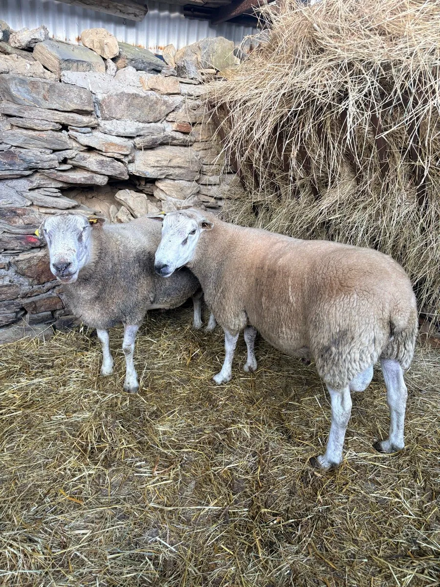Belclare Rams - Image 1