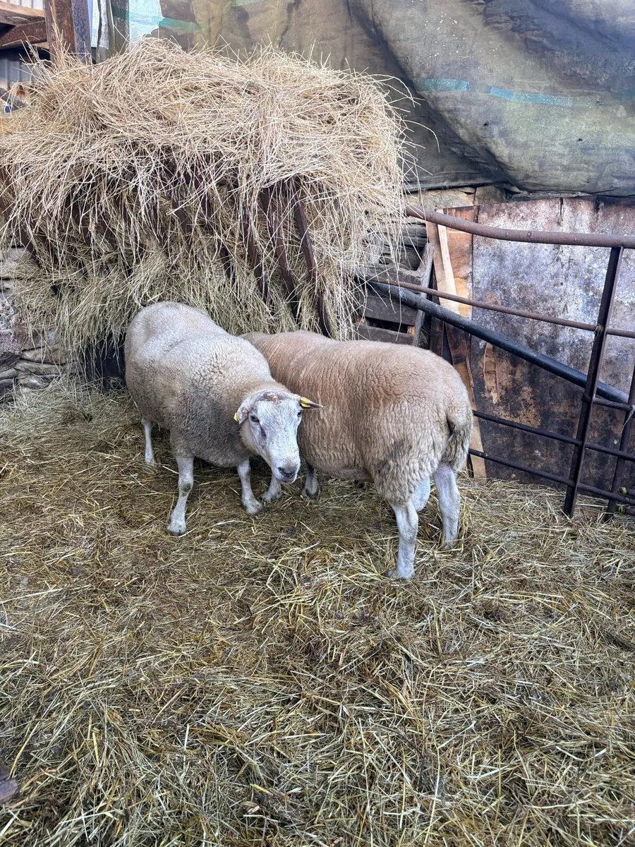 Belclare Rams - Image 2