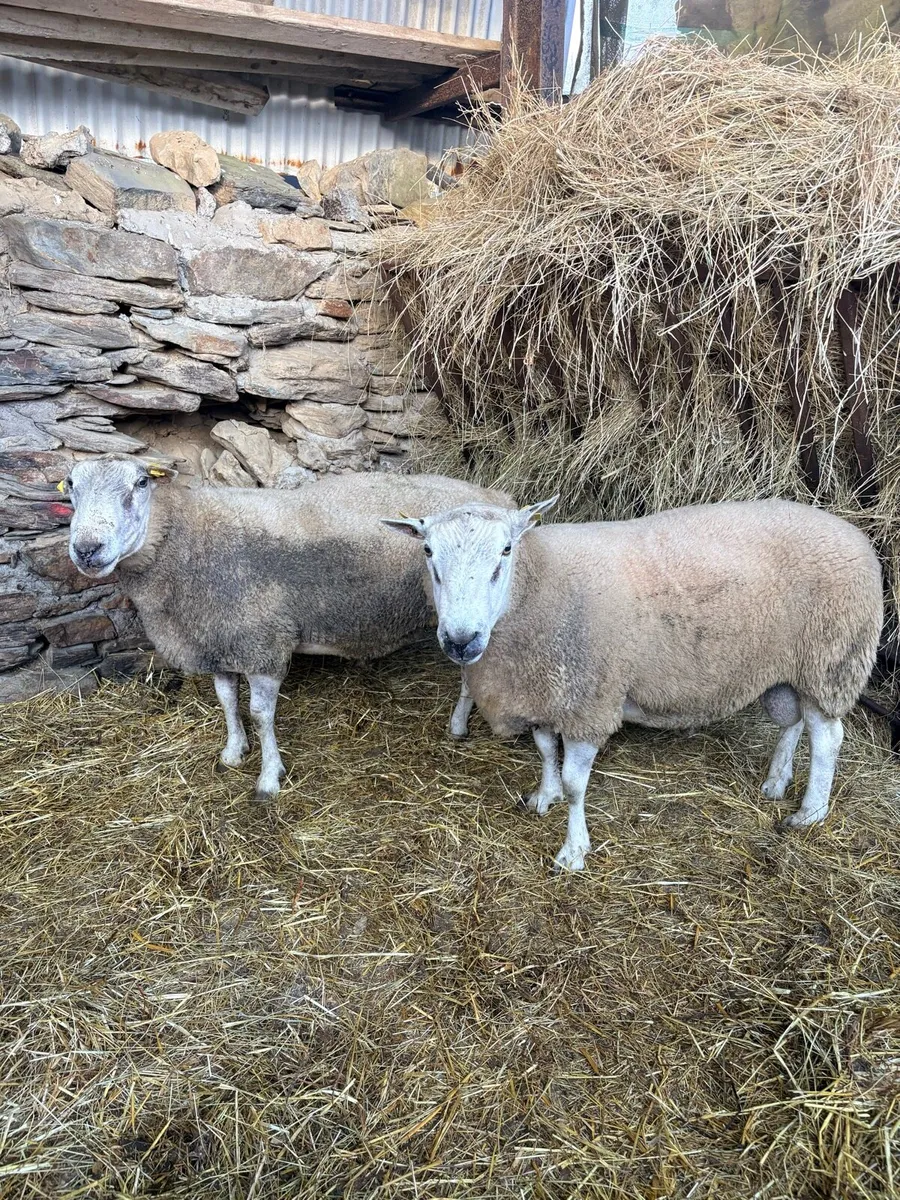 Belclare Rams - Image 3