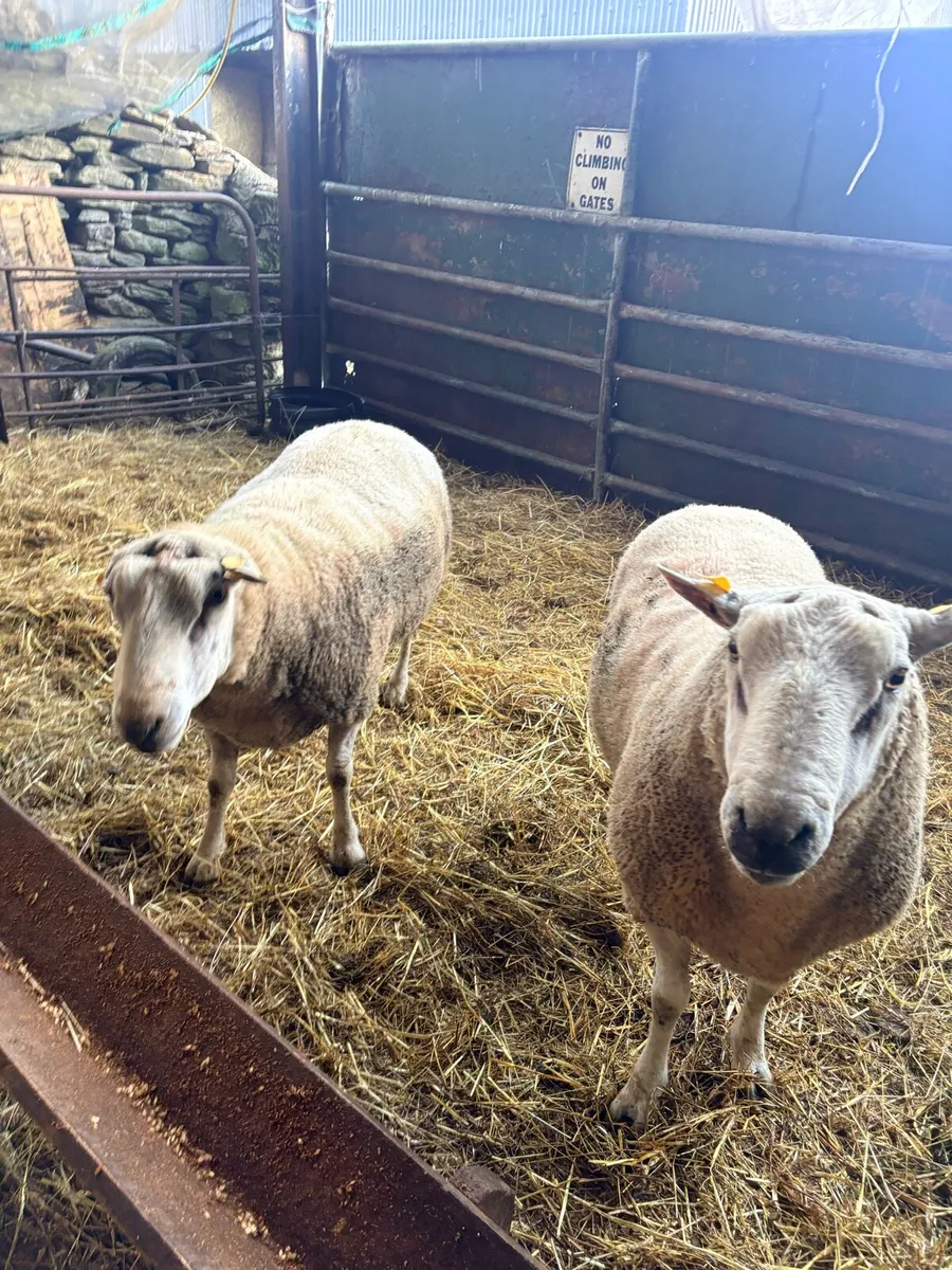 Belclare Rams - Image 4