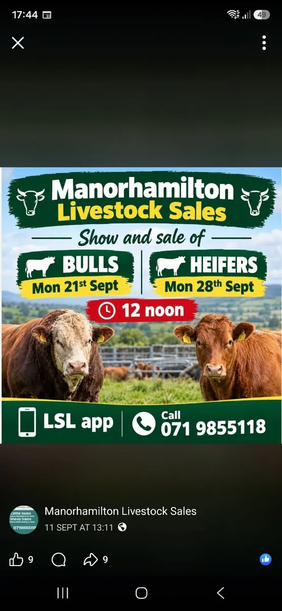 3 Wealing Show Heifiers at Manorhamilton Livestock - Image 1