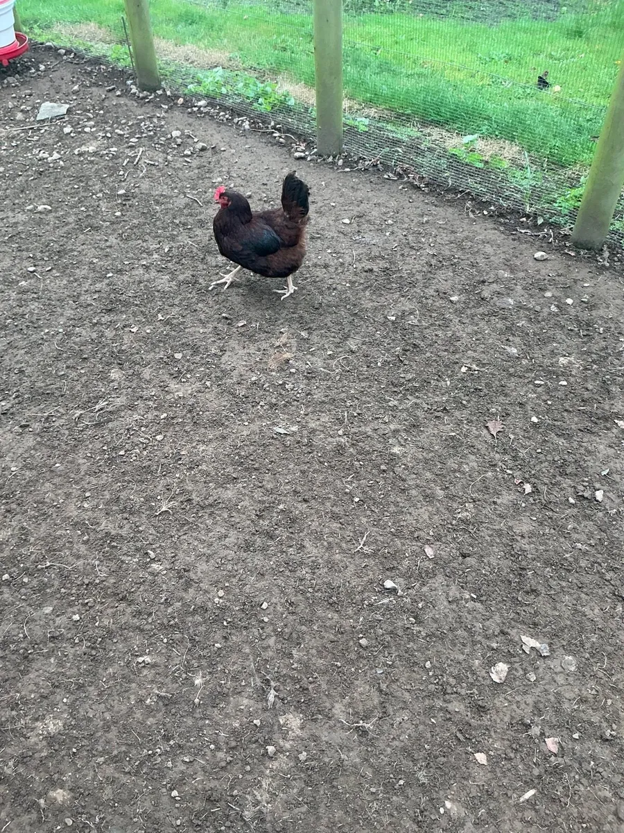 Poultry - Image 1