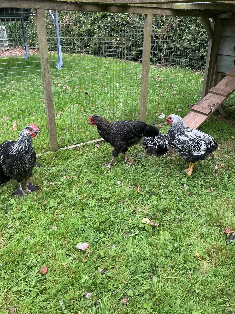 Poultry - Image 2