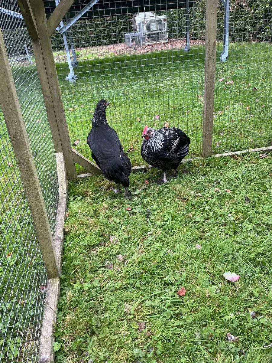 Poultry - Image 3