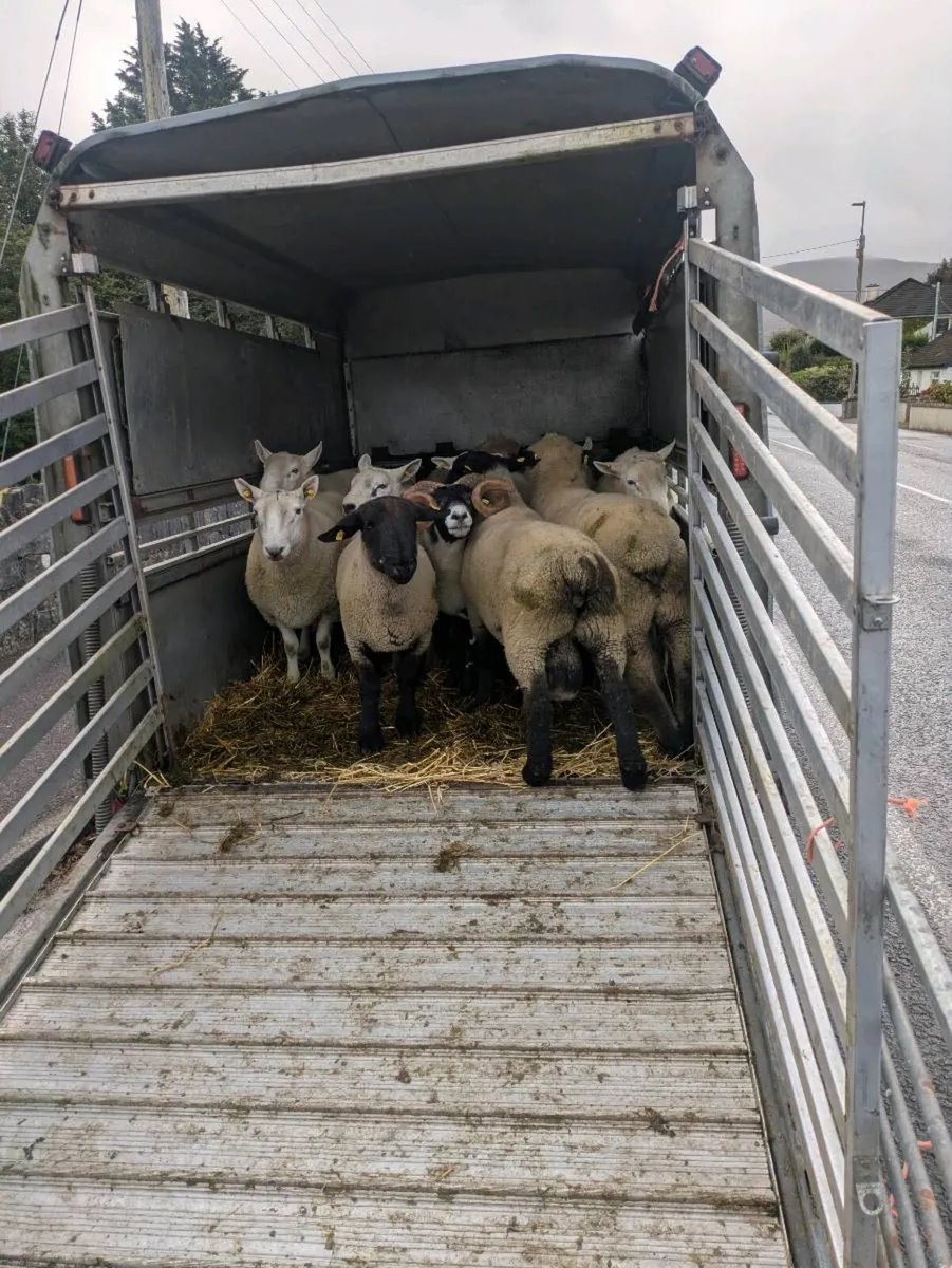 Rams for sale - Image 1