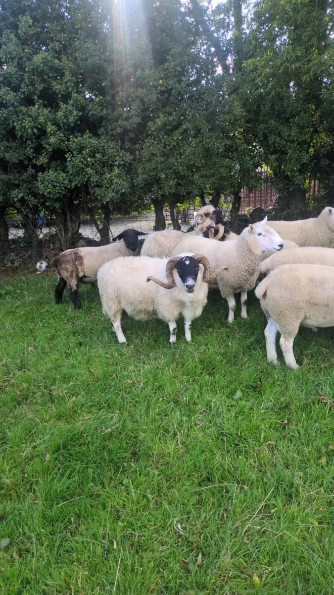 Rams for sale - Image 2