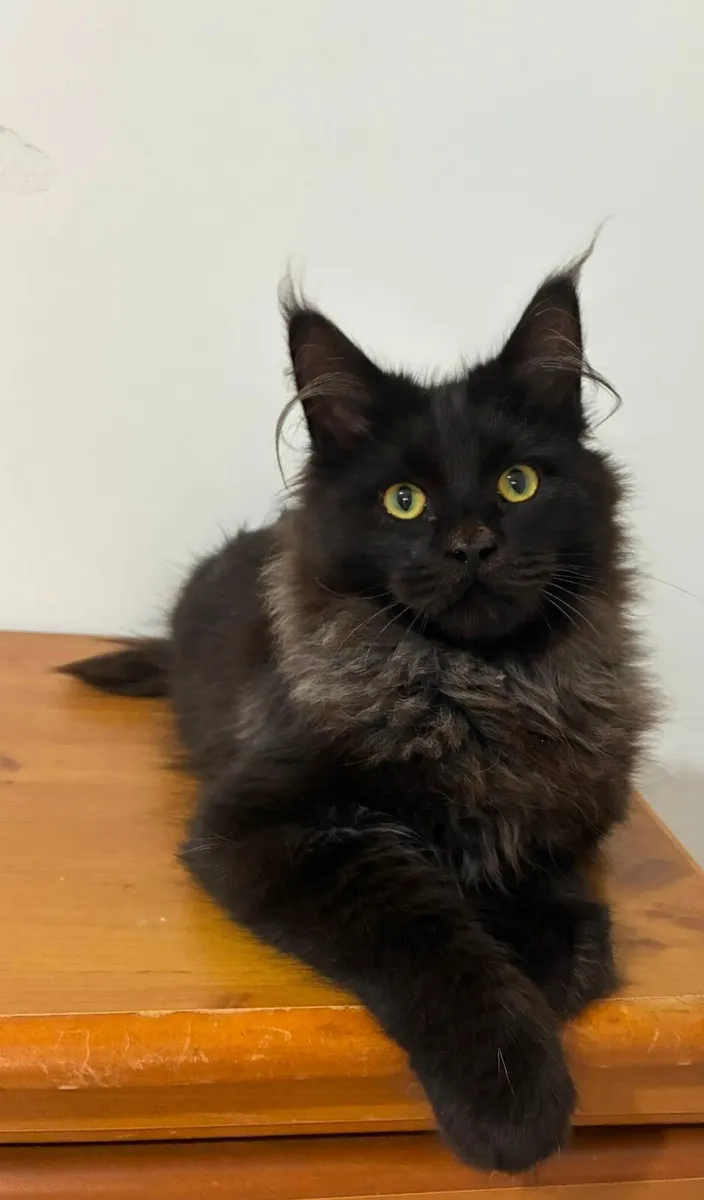 Maine coon kittens - Image 3